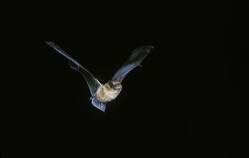 Serotine bat British Wildlife Facts Serotine Bat Let39s Go Britain