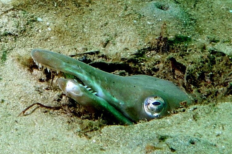 Serpent eel fishesofaustralianetauImagesImageOphisurSerpe