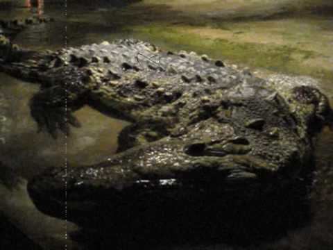 Serpent Safari Nile Crocodile at the Serpent Safari in Gurnee Mills YouTube