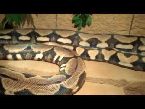 Serpent Safari Serpent Safari YouTube