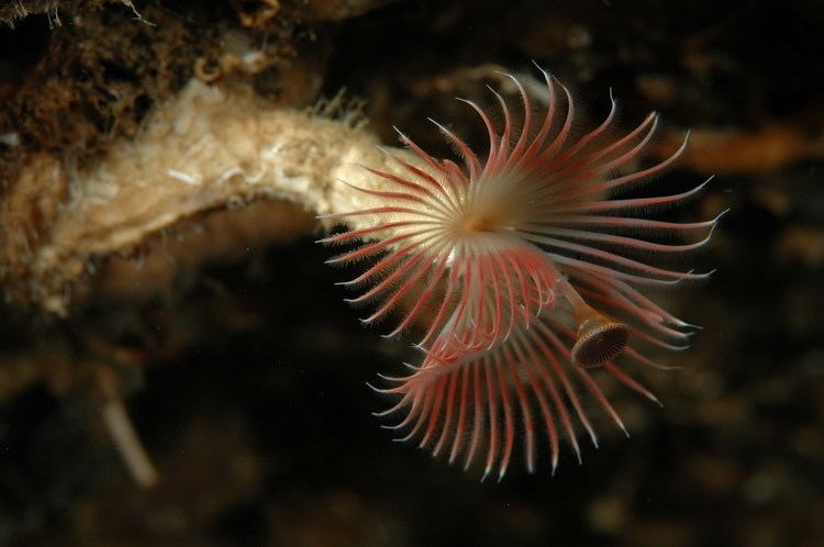 Serpula Coralligenous species Database on species from Mediterranean