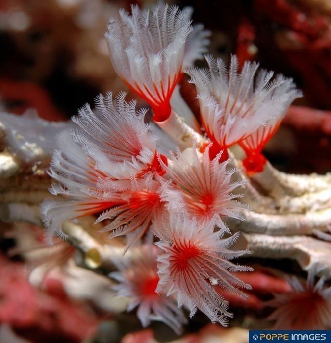 Serpulidae Sabellids SERPULIDAE Filogranella elatensis Marine Iconography