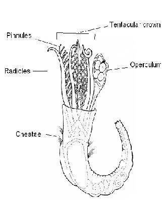 Serpulidae Spirobranchus giganteus