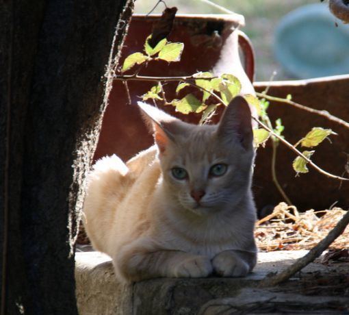 Serrade petit cat wwwcatbreedselectorcomwpcontentuploads20160