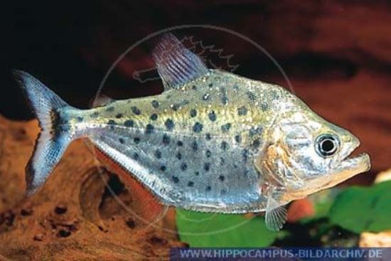 Serrasalmus Fish Identification