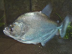 Serrasalmus geryi PiranhaInfocom Geryi39s Piranha