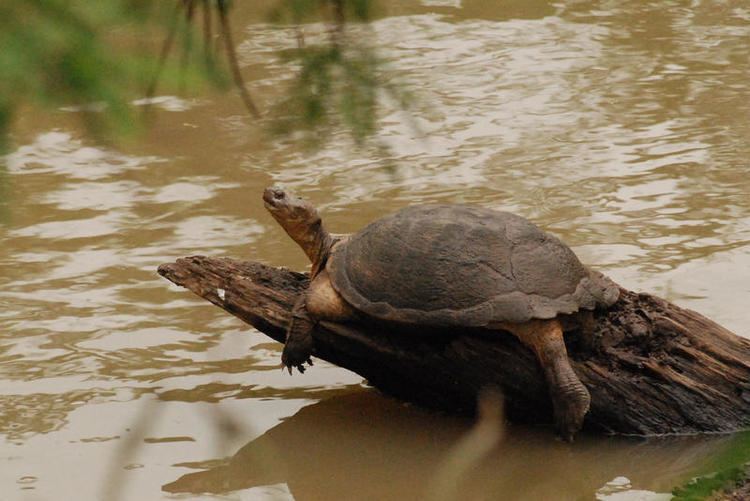 Serrated hinged terrapin hingedterrapinpelusiossinuatus