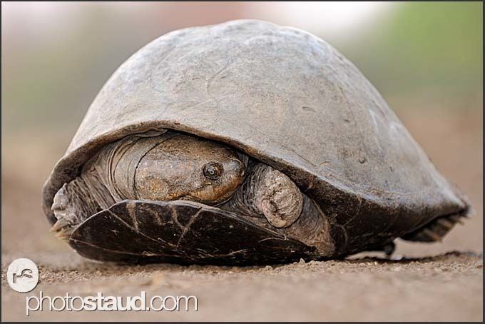 Serrated hinged terrapin Serrated hinged terrapin South Luangwa Zambia Wildlife of South