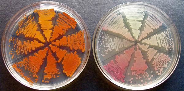 Serratia Serratia marcescens A Tale of Bleeding Statues Cursed Polenta