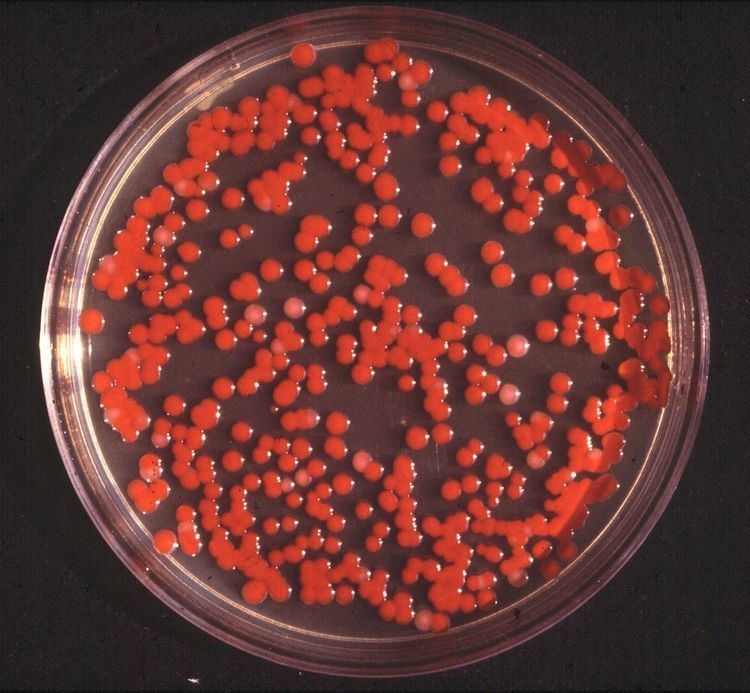 Serratia Serratia marcescens Wikipedia