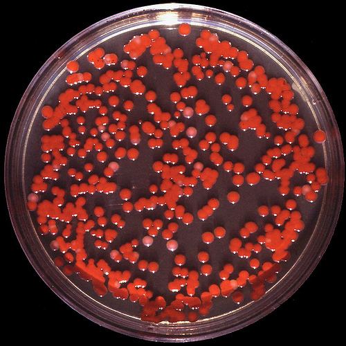 Serratia Serratia Marcescens Bacteria Scott Neal Eden Prairie City Manager