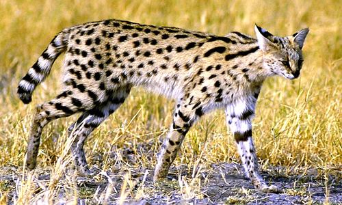 Serval Serval Cat Facts Diet amp Habitat Information