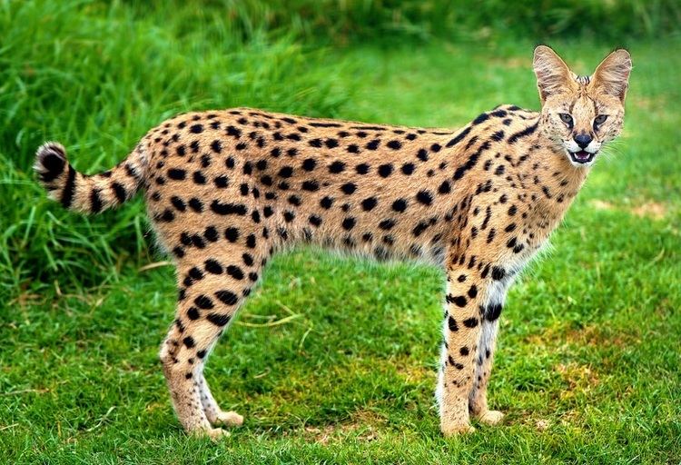 Serval Serval information from Marwell The Zoo