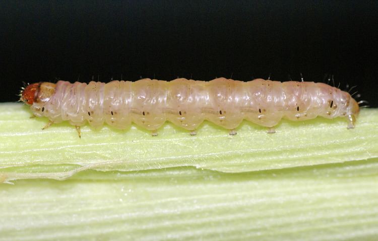 Sesamia Insect Pests