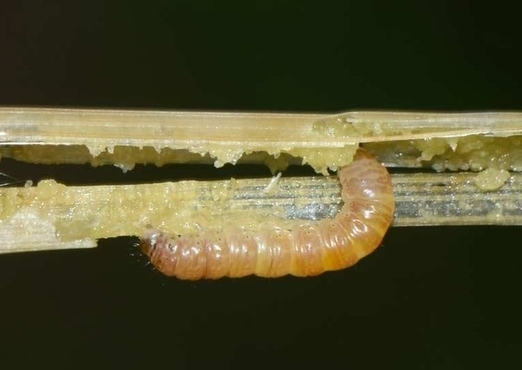Sesamia inferens Insect Pests