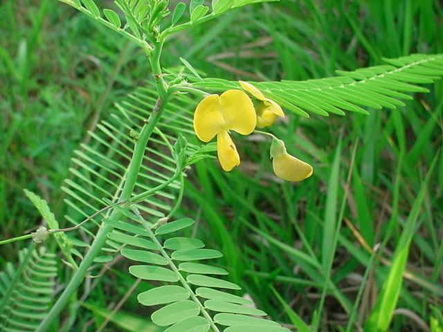 Sesbania bispinosa Sesbania NutraWiki