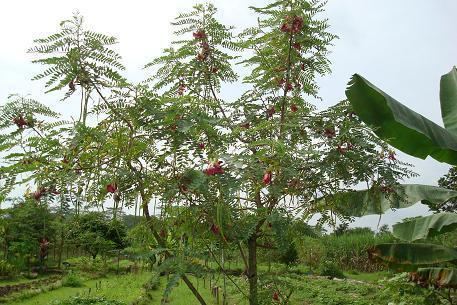 Sesbania grandiflora Sesbania grandiflora