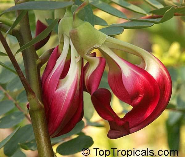 Sesbania grandiflora Sesbania grandiflora Agati grandiflora Hummingbird Tree Butterfly