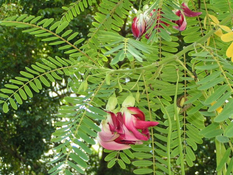 Sesbania grandiflora Sesbania grandiflora Hummingbird tree Agati grandiflora