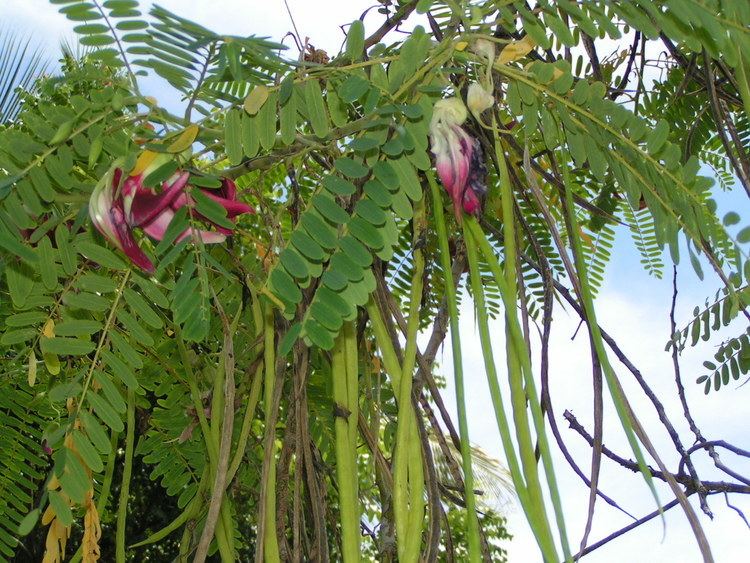 Sesbania grandiflora Sesbania grandiflora Hummingbird tree Agati grandiflora