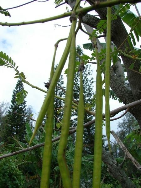 Sesbania grandiflora Agati Sesbania grandiflora Feedipedia