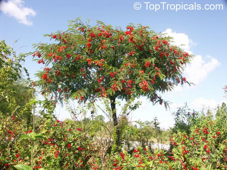 Sesbania punicea Sesbania punicea Sesbania tripetii Daubentonia tripetii Rattle