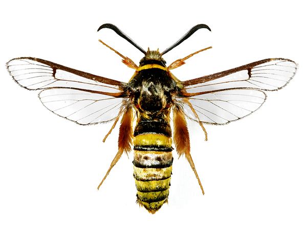 Sesia bembeciformis Image Sesia bembeciformis Lunar Hornet Moth BioLibcz