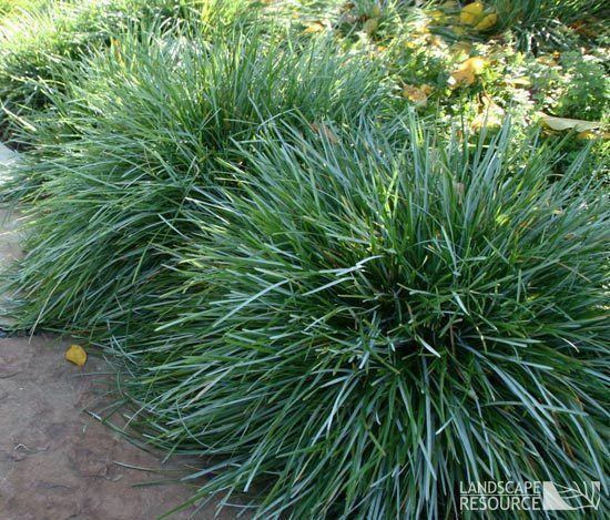 Sesleria caerulea Blue Moor Grass LandscapeResourcecom