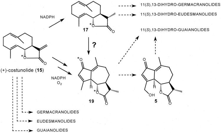 Sesquiterpene lactone Biosynthesis of Costunolide Dihydrocostunolide and Leucodin