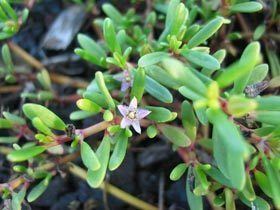 Sesuvium Native Plants Hawaii Viewing Plant Sesuvium portulacastrum