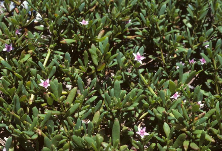 Sesuvium portulacastrum Sesuvium portulacastrum Aizoaceae image 4278 at PhytoImagessiuedu
