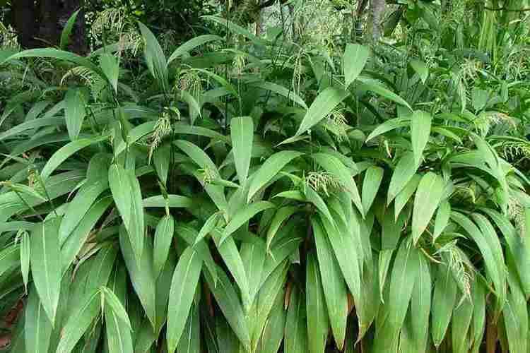 Setaria palmifolia Setaria palmifolia