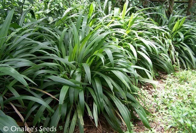 Setaria palmifolia Palm Grass Setaria Palmifolia Ornamental Grass Tropical garden or