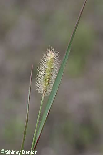 Setaria parviflora Regional Conservation