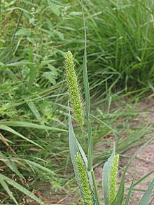 Setaria viridis httpsuploadwikimediaorgwikipediacommonsthu