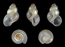 Setia (gastropod) httpsuploadwikimediaorgwikipediacommonsthu