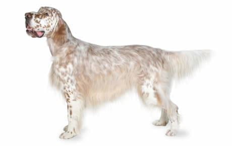 Setter English Setter Dog Breed Information Pictures Characteristics