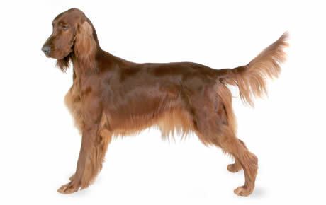 Setter Irish Setter Dog Breed Information Pictures Characteristics