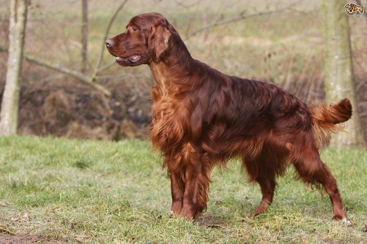 Setter An introduction to the Setter dog breeds Pets4Homes