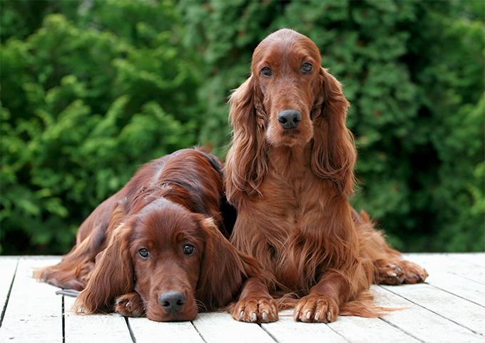 Setter Irish Red and White Setter Dog Breed Information Pictures