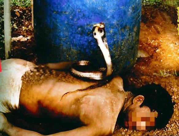 Sevanagala Attempt to murder a farmer in Sevanagala by using a cobra Gossip