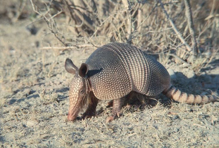 Seven-banded armadillo Sevenbanded armadillo standing on sand Garst Wildlife Photos