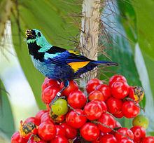 Seven-coloured tanager httpsuploadwikimediaorgwikipediacommonsthu