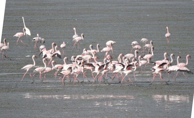 Sewri Flamingo Point Bombay