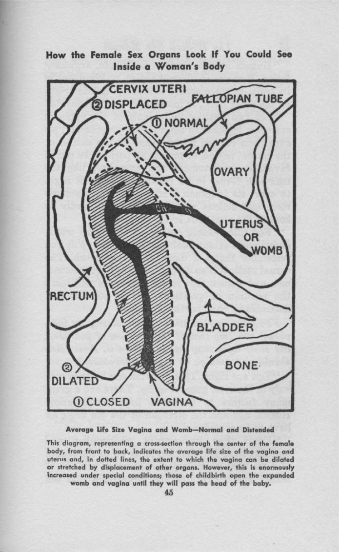 Sex manual Illustrations from a sex manual published in 1942 Thousand Robots