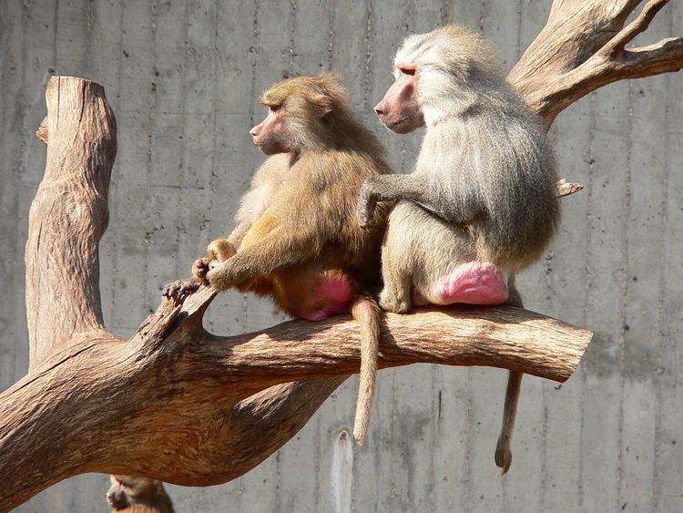 Sexual dimorphism in non-human primates
