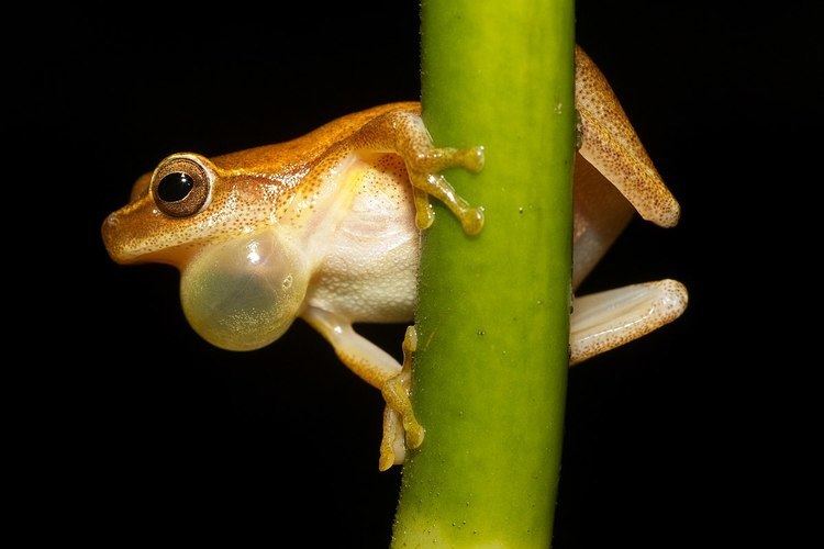 Sexual selection in amphibians