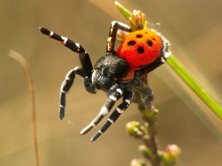 Sexual selection in spiders
