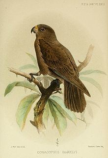 Seychelles black parrot httpsuploadwikimediaorgwikipediacommonsthu