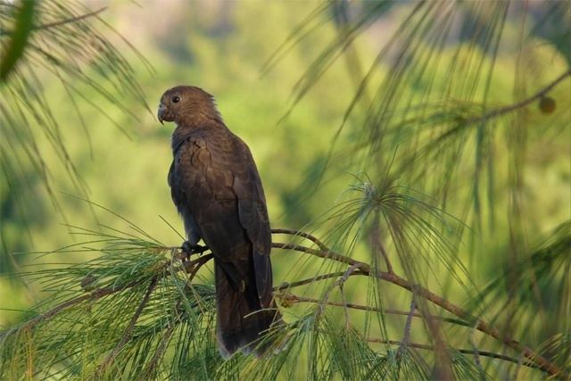 Seychelles black parrot Seychelles black parrot declared endemic bird species by BirdLife